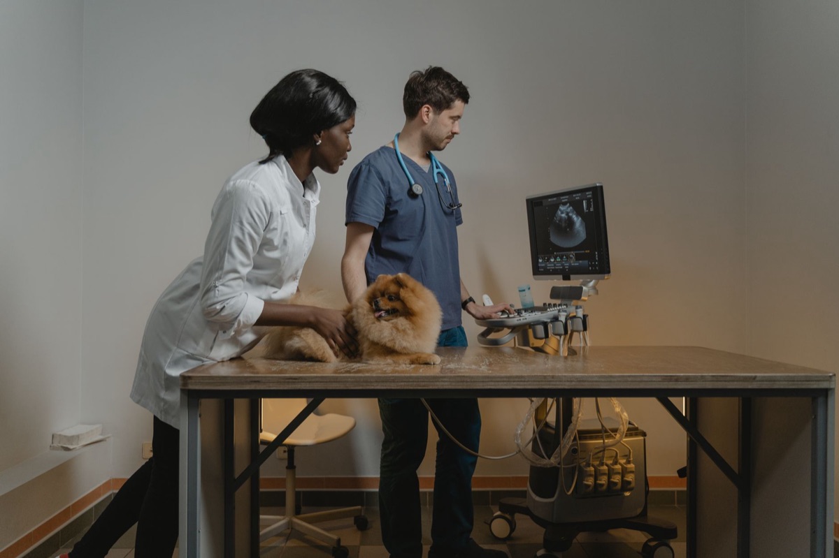 Consulta veterinaria y gastos