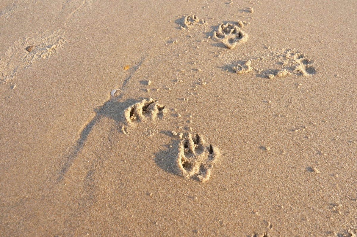 Dierenartsrekening met pootafdruk