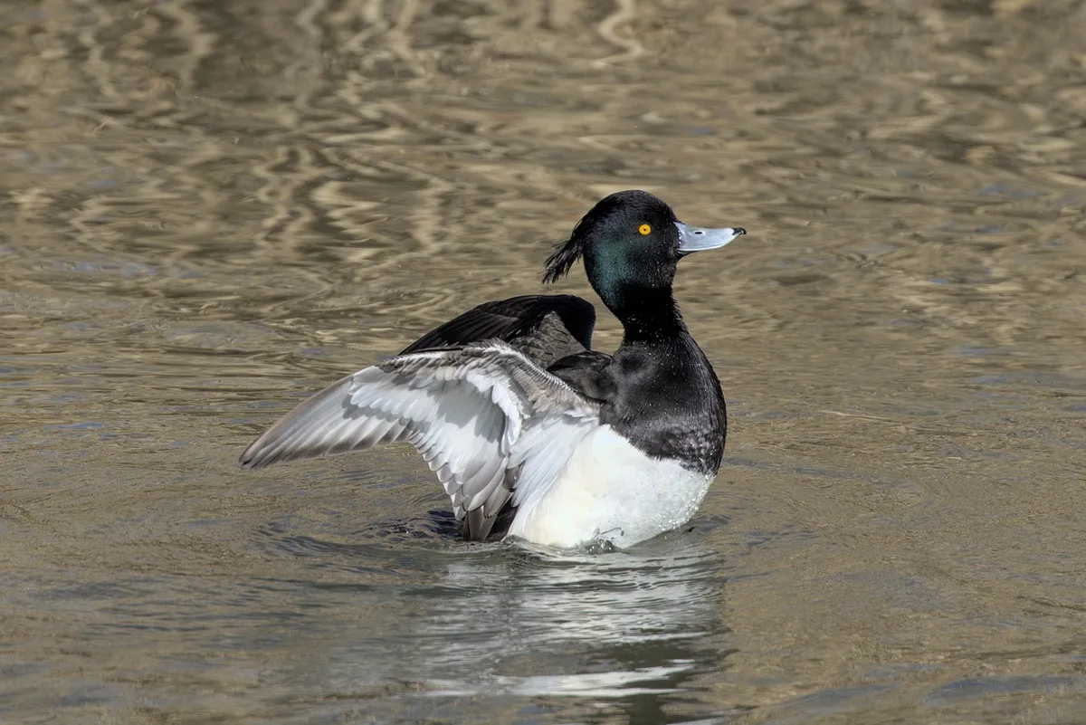 row pension, duck, bird, waterfowl, water bird, feathers, plumage, beak, water, swim, lake, nature