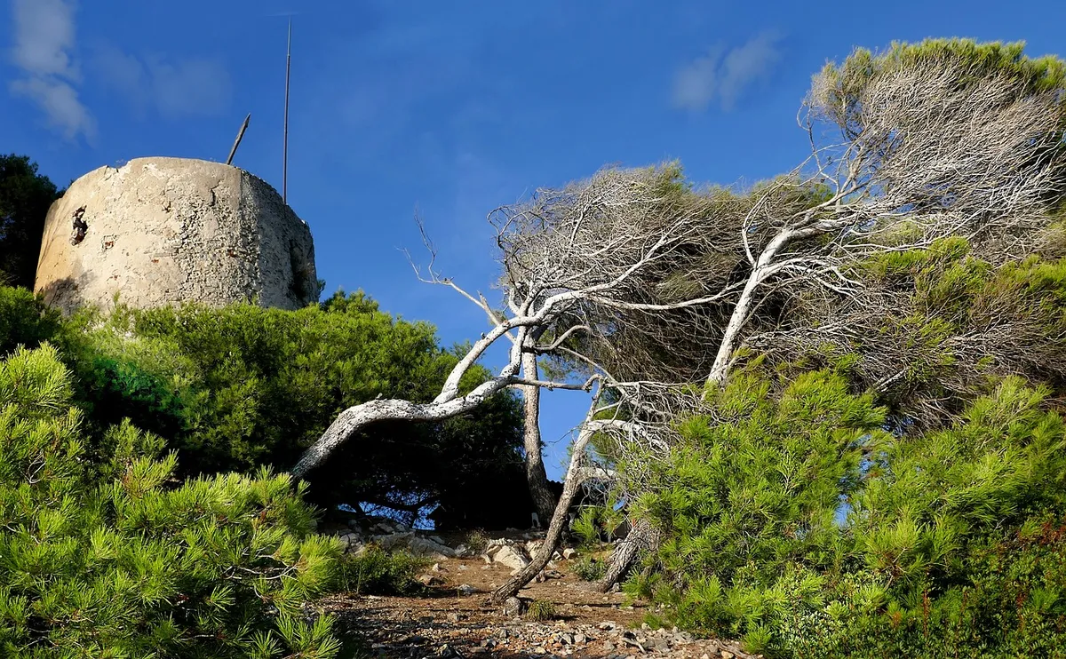 sanary-sur-mer, provence, var, nature, tower, trees