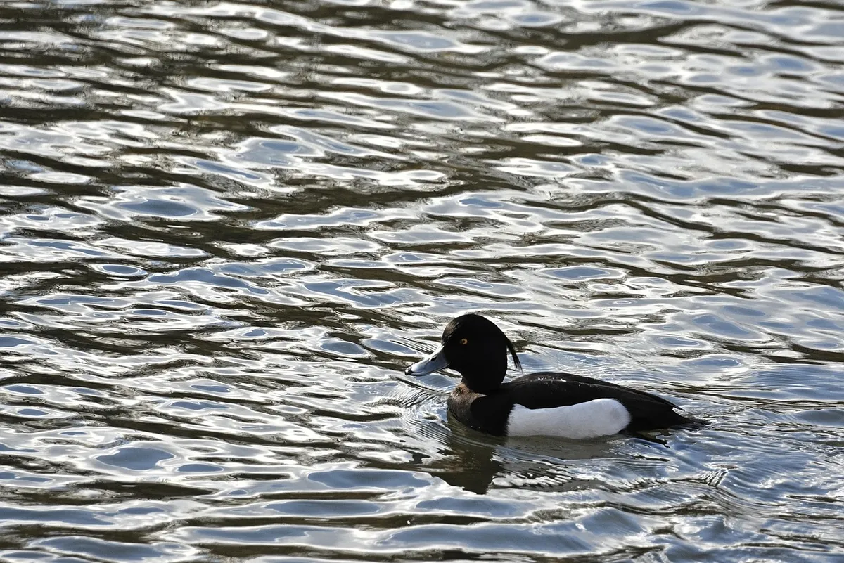 row pension, bird, waterfowl, animal, water bird, wildlife, feathers, beak, nature, lake, swim, water
